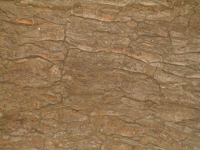 各类树皮素材贴图