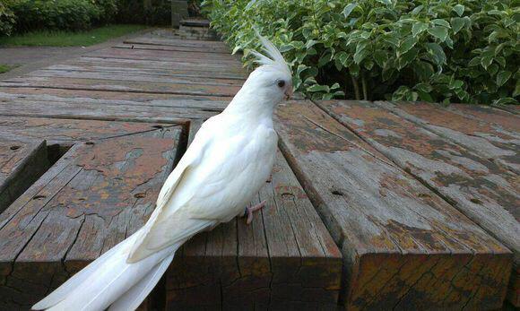 一对白子玄凤鹦鹉,它们的后代性别公母都有的吧?还是母多公少?