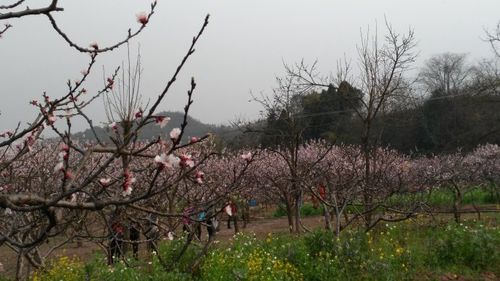 2016第一次踏青:青白江杏花村