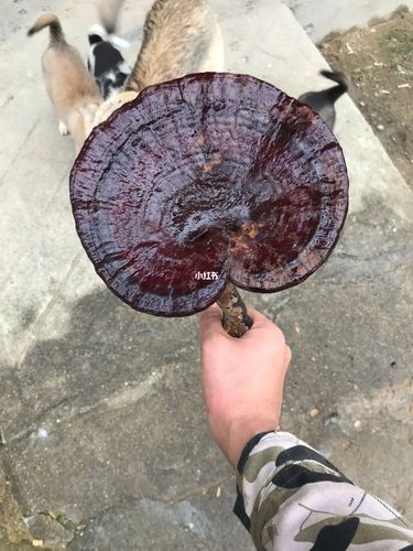 今年采的最大的野生灵芝,就问大不大_灵芝_美食_美食展示_食材展示