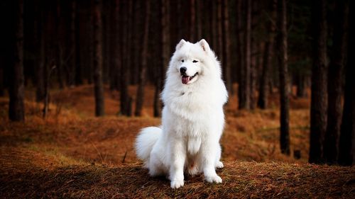 桌面壁纸 动物壁纸 > 正文   本文 软萌可爱狗狗壁纸_治愈系萨摩耶由