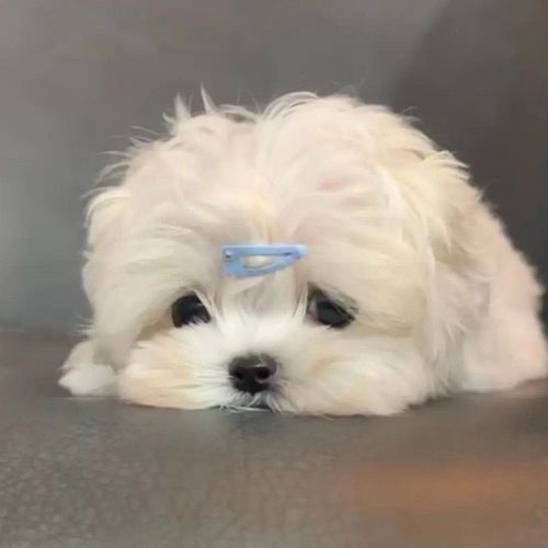 一些可爱小狗头像