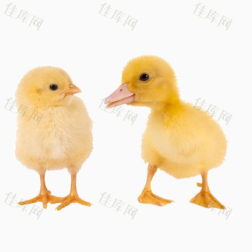 毛茸茸的小鸡小鸭