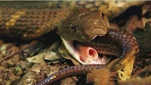 "蛇类煞星"眼镜王蛇吃自己的同类,能分辨其他蛇类是否有毒
