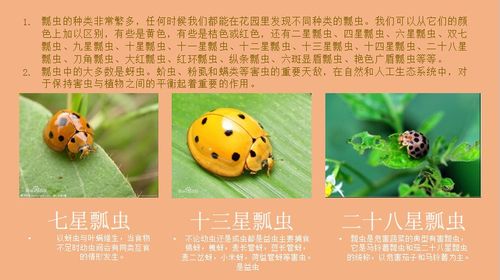 多元课堂线描2班3班之瓢虫