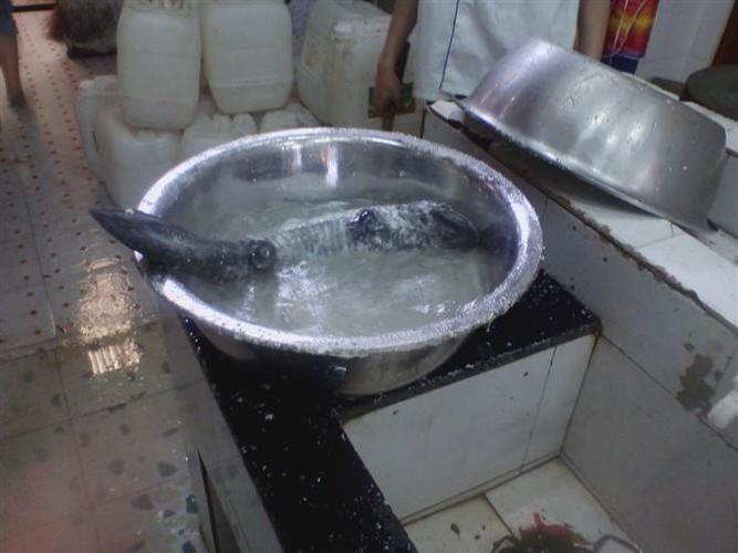 实拍现场杀娃娃鱼全过程(怕血的慎入)