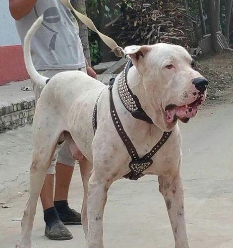 可挑翻狼族的5种牧羊犬,它们是草原上的霸王,游牧民族的英雄