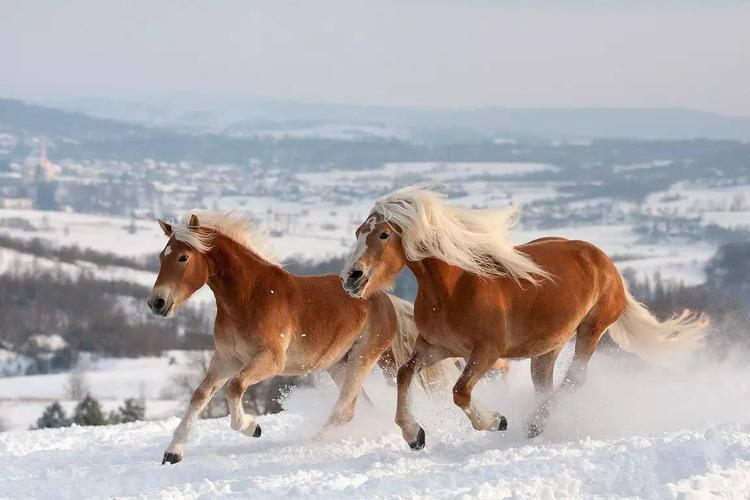 全世界最美而又价值连城的10匹马,你可能从未见过