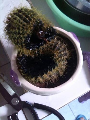 请问我仙人球还有救吗 前天发现下面烂了 刚从中间部分剪开 听别人说