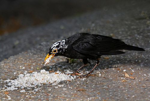 意外邂逅有花头的乌鸫