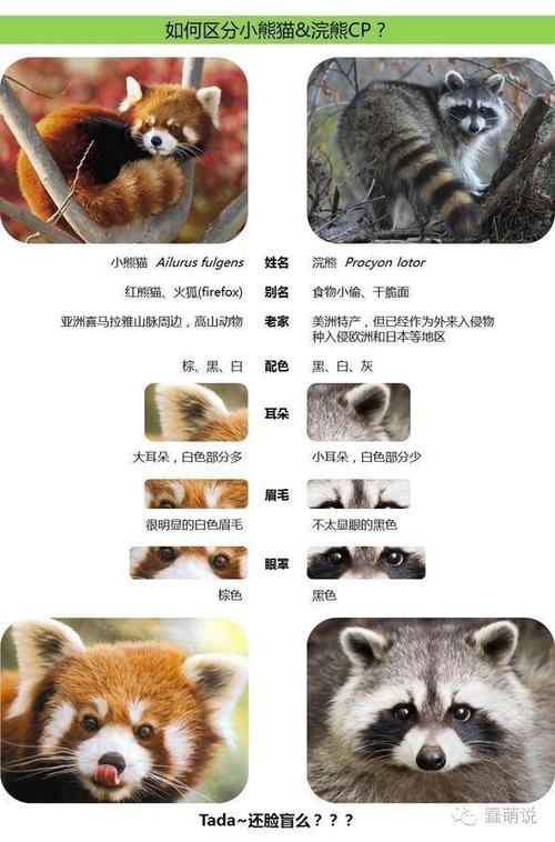 小浣熊?小熊猫?干脆面君?你咋这么多名字?你要