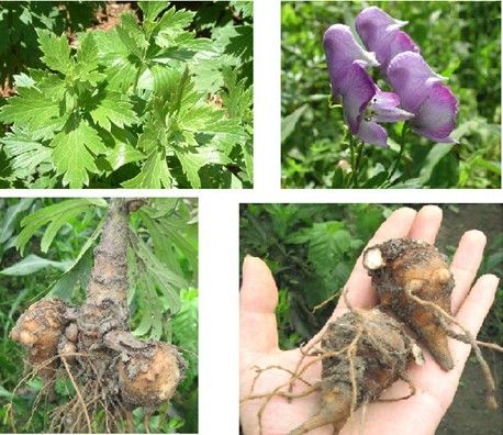 [转载]《药象品悟课》第十二课:附子