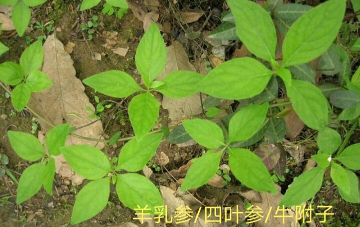 展开全部 这是四叶参,也叫羊乳参,牛附子.