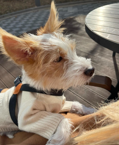 朴彩英的宠物狗hankins粉丝量将突破百万这才是真皇族