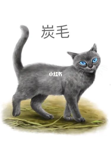 猫武士杂图_冬青_宠物_猫_晒猫