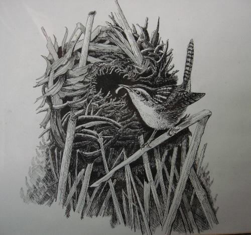 求鸟巢的钢笔画!