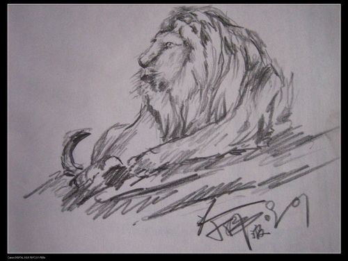 狮子- 素描 - 相册 - 涂伟波 - 雅昌博客频道