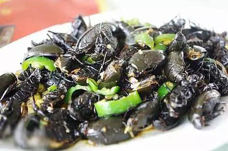 你知道"尸蟞"吗?现在被大饭店当成名菜出售!