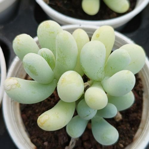 香蕉美人植物人多一物一拍可爱多雪狼多肉多肉植物