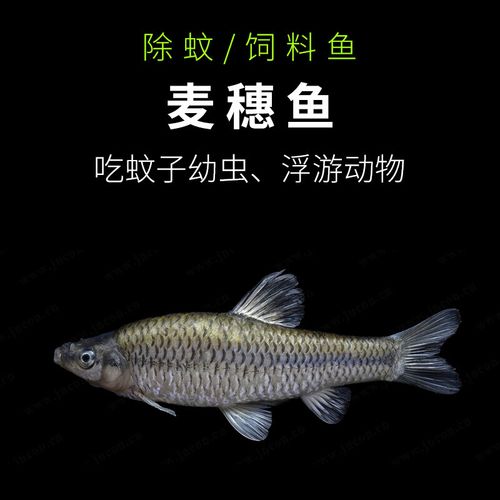【京东推荐】食蚊鱼大肚鱼活体麦穗鱼放生鱼饲料鱼乌龟粮龙鱼泥鳅草
