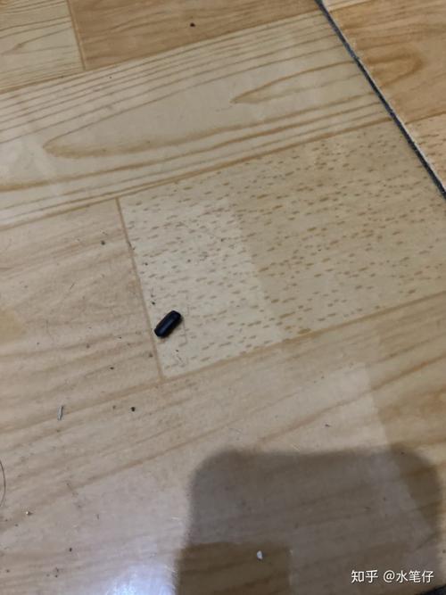 在家里发现了四个蟑螂卵鞘是多么绝望