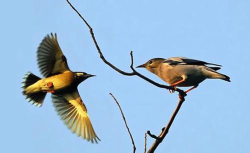 【看点】清晨,听到鸟鸣(散文诗)