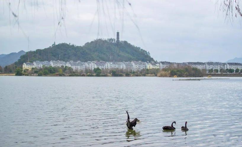 临海灵湖景区飞来"稀客"——黑天鹅!
