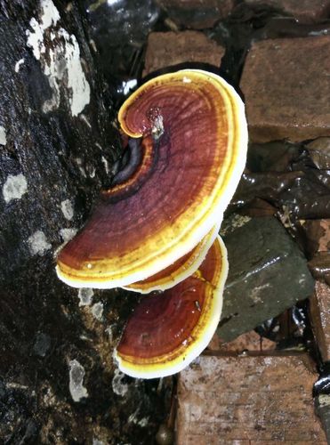 这是龙眼树上长的,是灵芝吗?