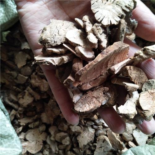 金荞麦 正品 别称 荞麦当归 荞麦三七 贼骨头 铁拳头