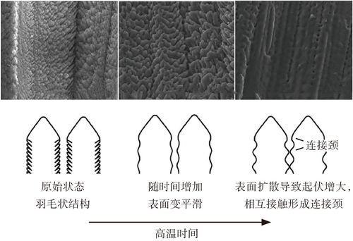 2019-3-20-3 烧结引起的柱状晶微结构演化示意图.jpg