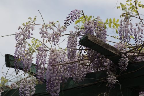北海公园风和日丽,水木绣球花,迎春花,紫藤花,牡丹花争奇斗艳,鸳鸯