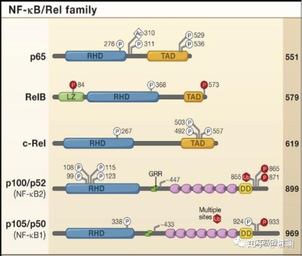nf-κb信号通路是指哺乳动物的转录因子nf-kb家族,这个家族主要有5个