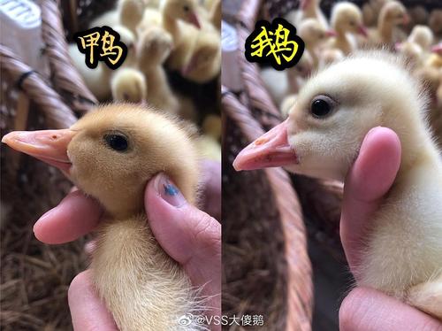 跟我朋友吐槽有人鸭鹅不分(更新同框区别图)(再更)