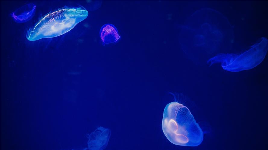 电脑壁纸 动物 遇见唯美的海洋水母
