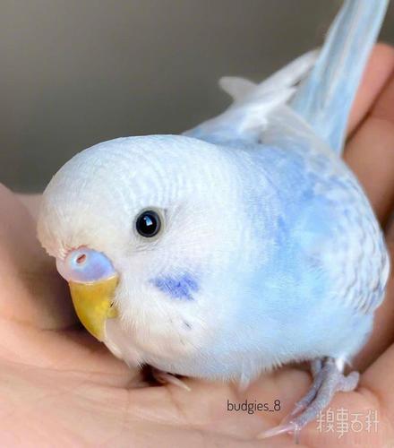 霓虹网友家的两只虎皮鹦鹉 k 和,羽毛的颜色都好好看啊