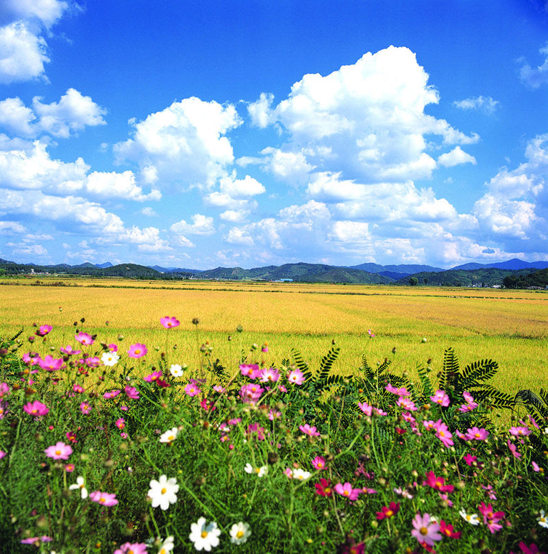 大自然的风景图片花草