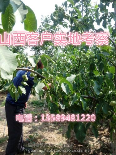 核桃树核桃树苗哪里有核桃树苗哪里有核桃树-冠核一号核桃苗早实薄皮