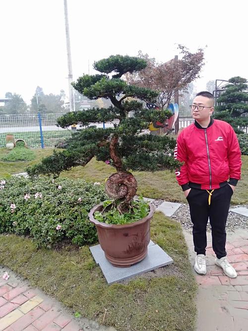 [金弹子树桩批发]金弹子盆景～川派金弹子盆景～价格.