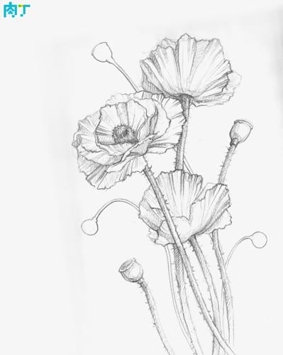 罂粟花简笔画黑白手绘