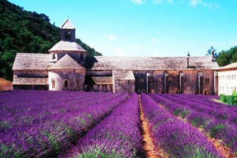 法国香水摇篮的不是巴黎,而是位于法国南部一个不大的城市-格拉斯