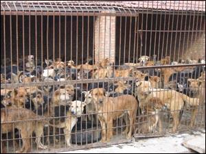 供应肉狗山东哪里的肉狗最好饲养?