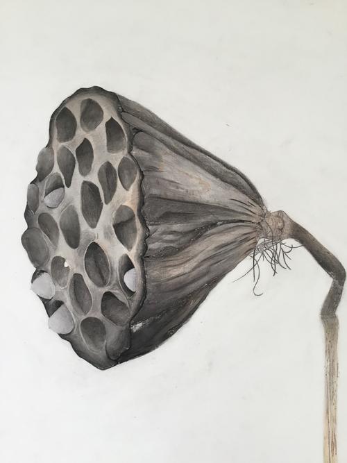 高青县国美艺术学校精微素描作品