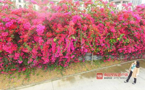 看呆了!南宁的"花墙""绿墙"美不胜收