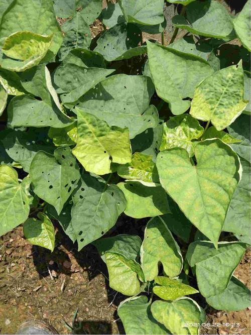 红薯苗出现黄化,卷叶,是病害还是药害?