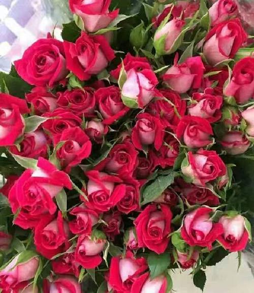 精品钻石多头玫瑰苗 ,矮生玫瑰,花苞密