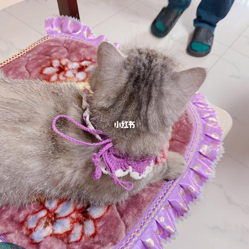 手工钩织的猫咪项圈_项圈_猫咪_待产_兴趣爱好_手工