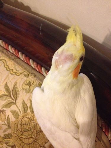 为什么我家玄凤头很秃