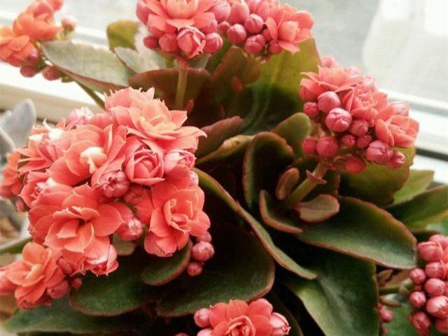 养长寿花,有法可依,开成大花球!