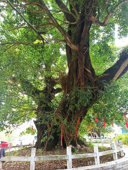 来过才知道,这个地方是广西古榕树最多的地方