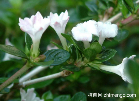 六月雪叶的功效与作用